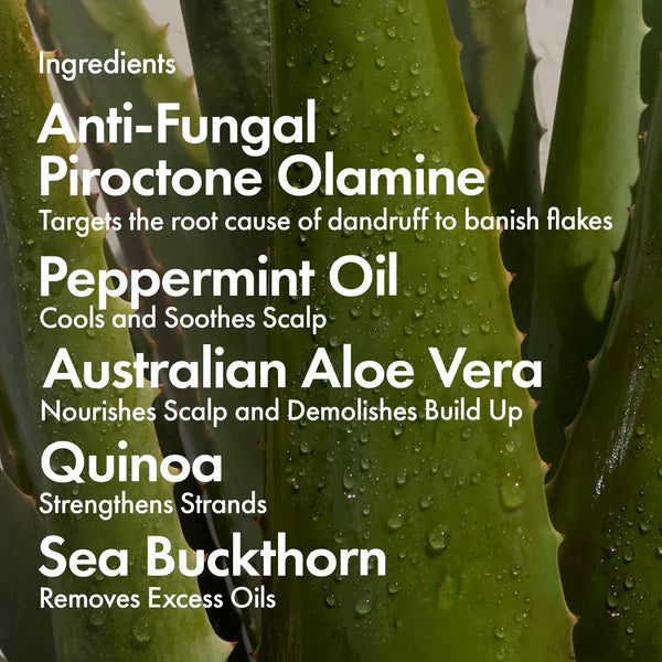 BONDI BOOST Dandruff Repair Shampoo | Various Sizes